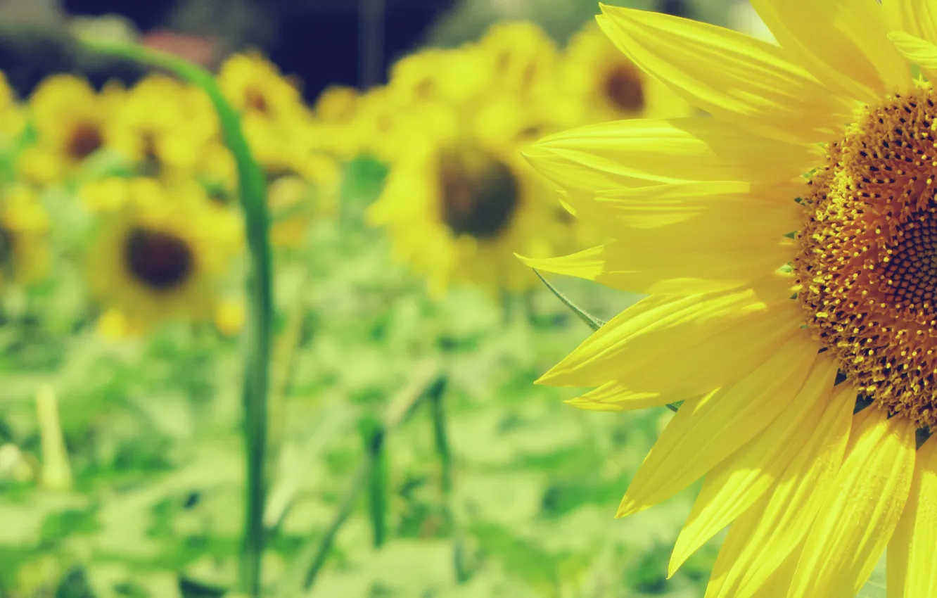 Photo wallpaper sunflowers, yellow, petals