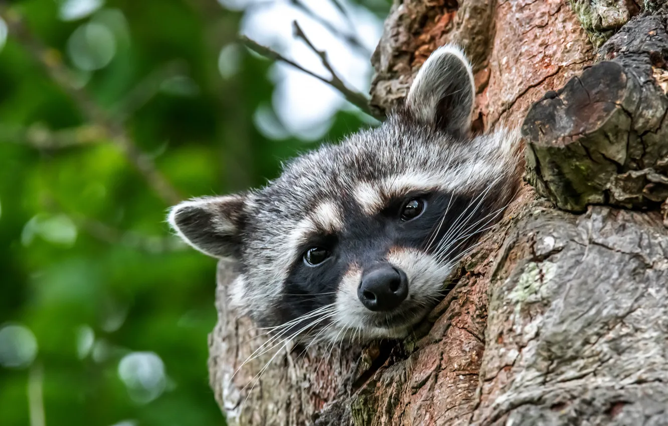 Photo wallpaper look, face, trees, portrait, raccoon