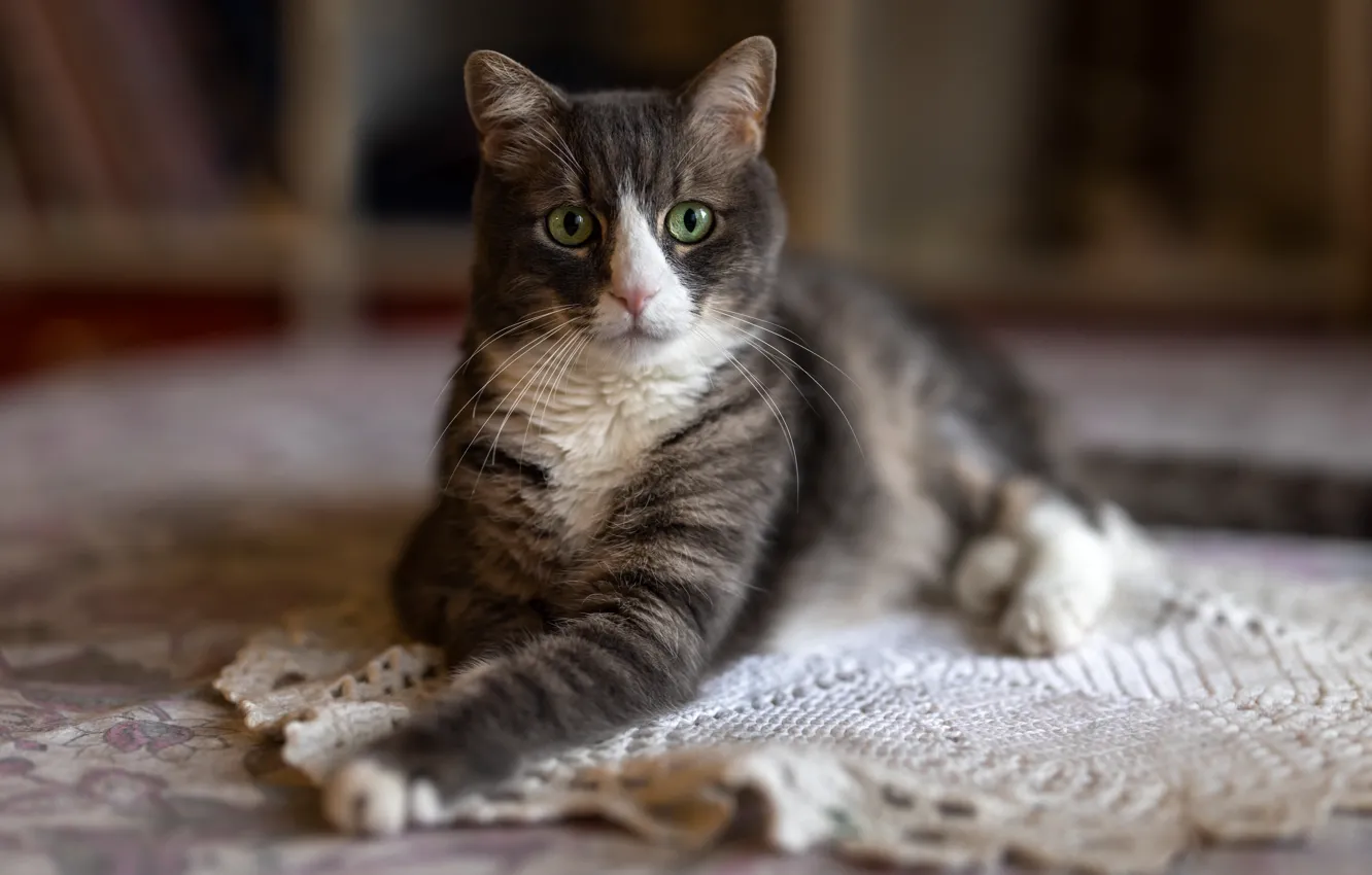 Photo wallpaper cat, cat, look, pose, face