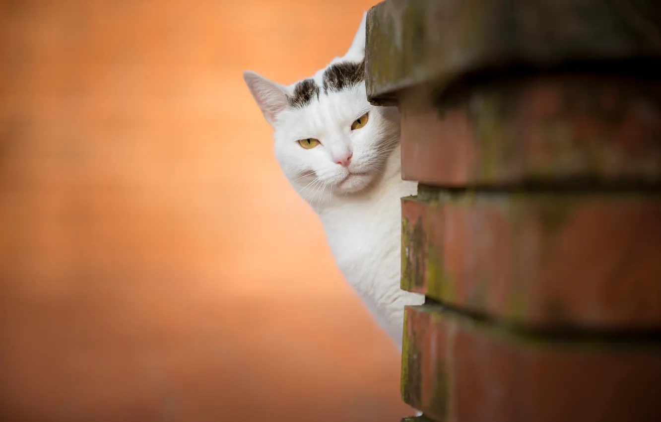 Photo wallpaper cat, look, background, muzzle, bricks, Peeps