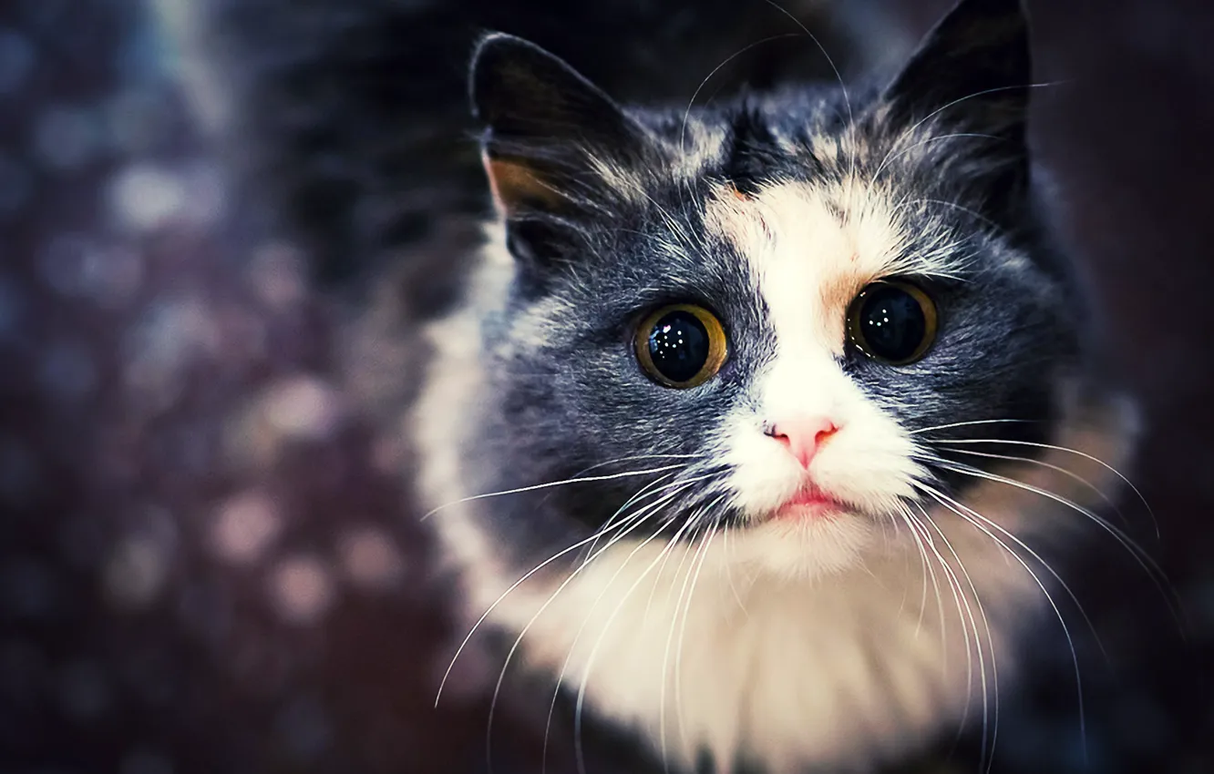 Photo wallpaper cat, cat, sweetheart, cat, Cat HD