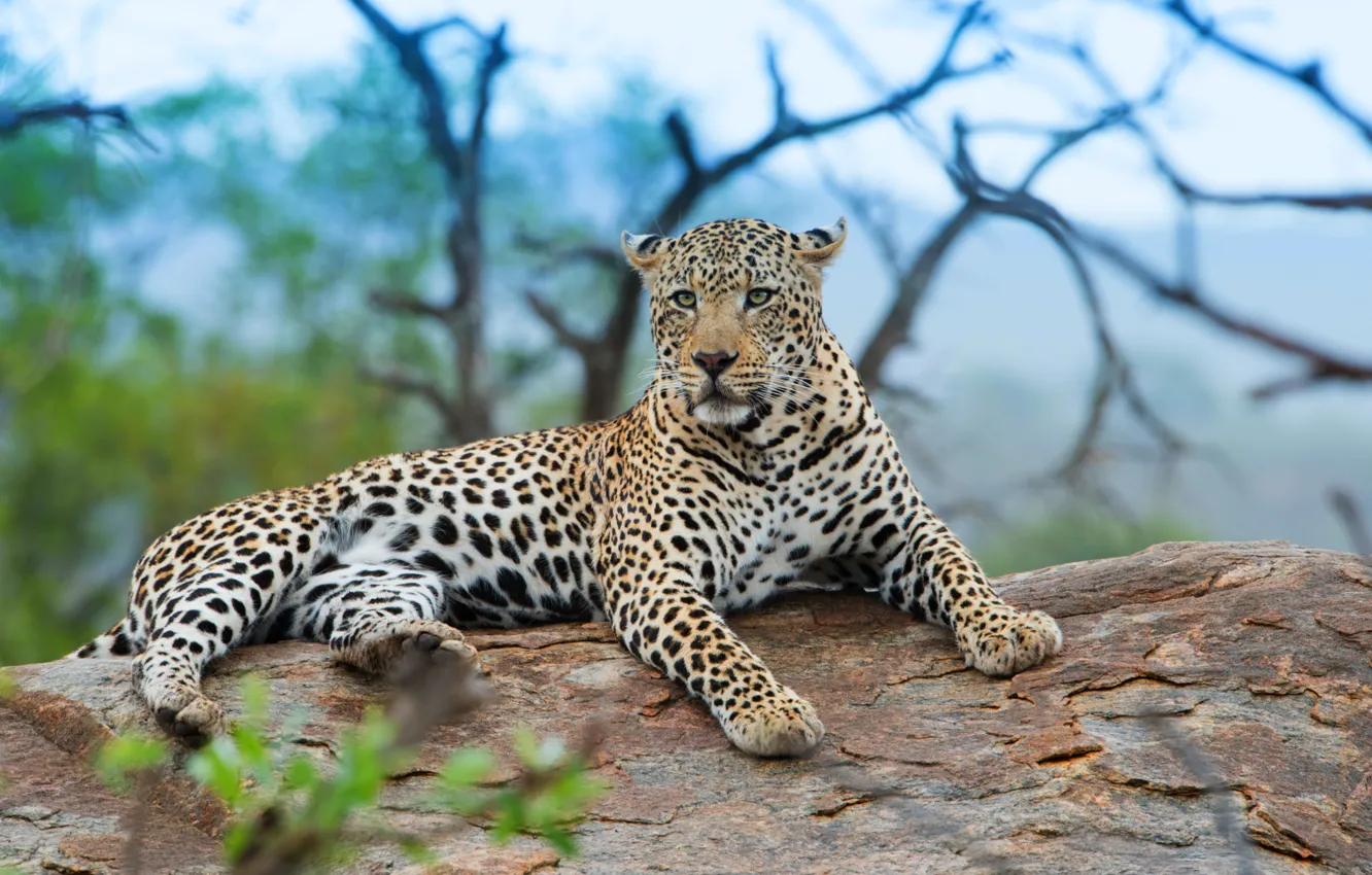 Photo wallpaper look, face, branches, nature, leopard, lies