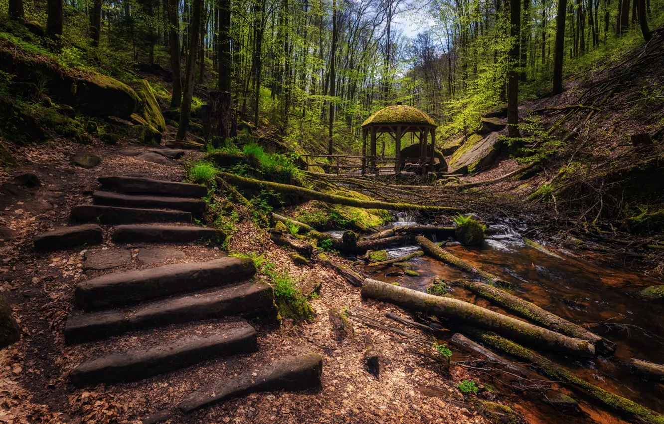Photo wallpaper forest, stage, gazebo, deadwood