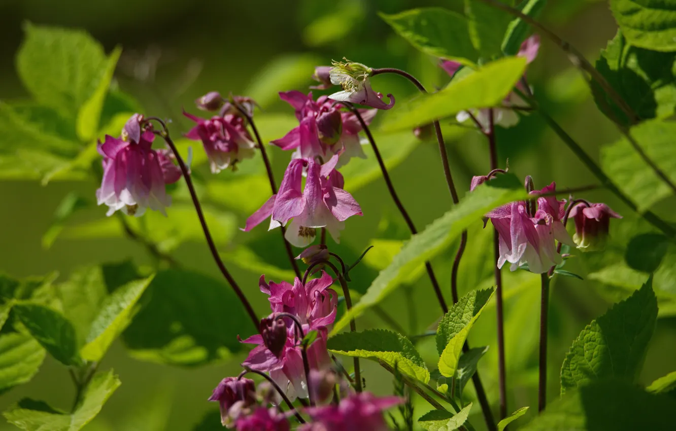 Wallpaper leaves, flowers, Aquilegia, summer mood for mobile and ...