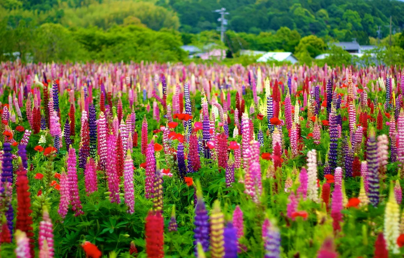 Photo wallpaper meadow, colorful, bokeh, lupins