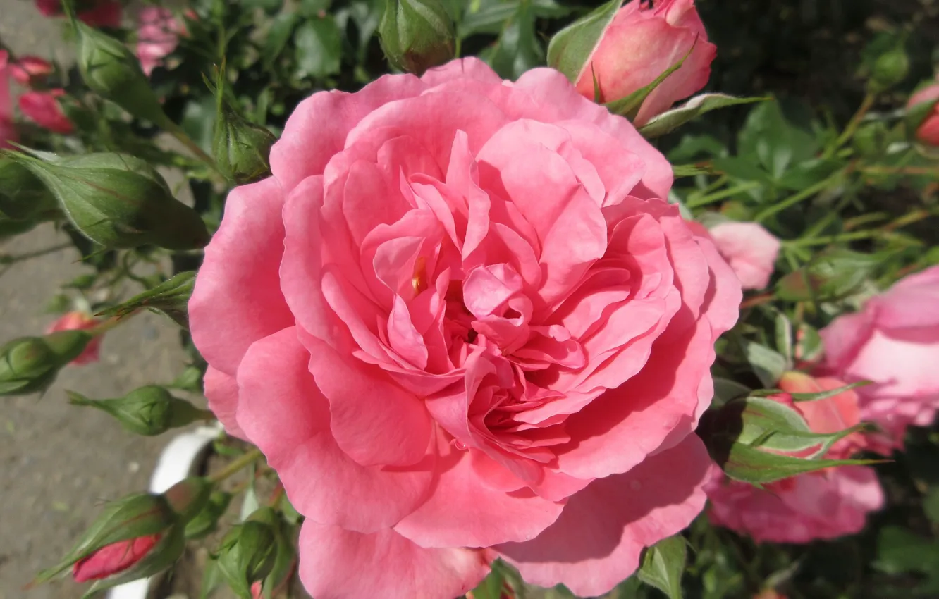 Photo wallpaper rose, pink rose, Meduzanol ©, summer 2018