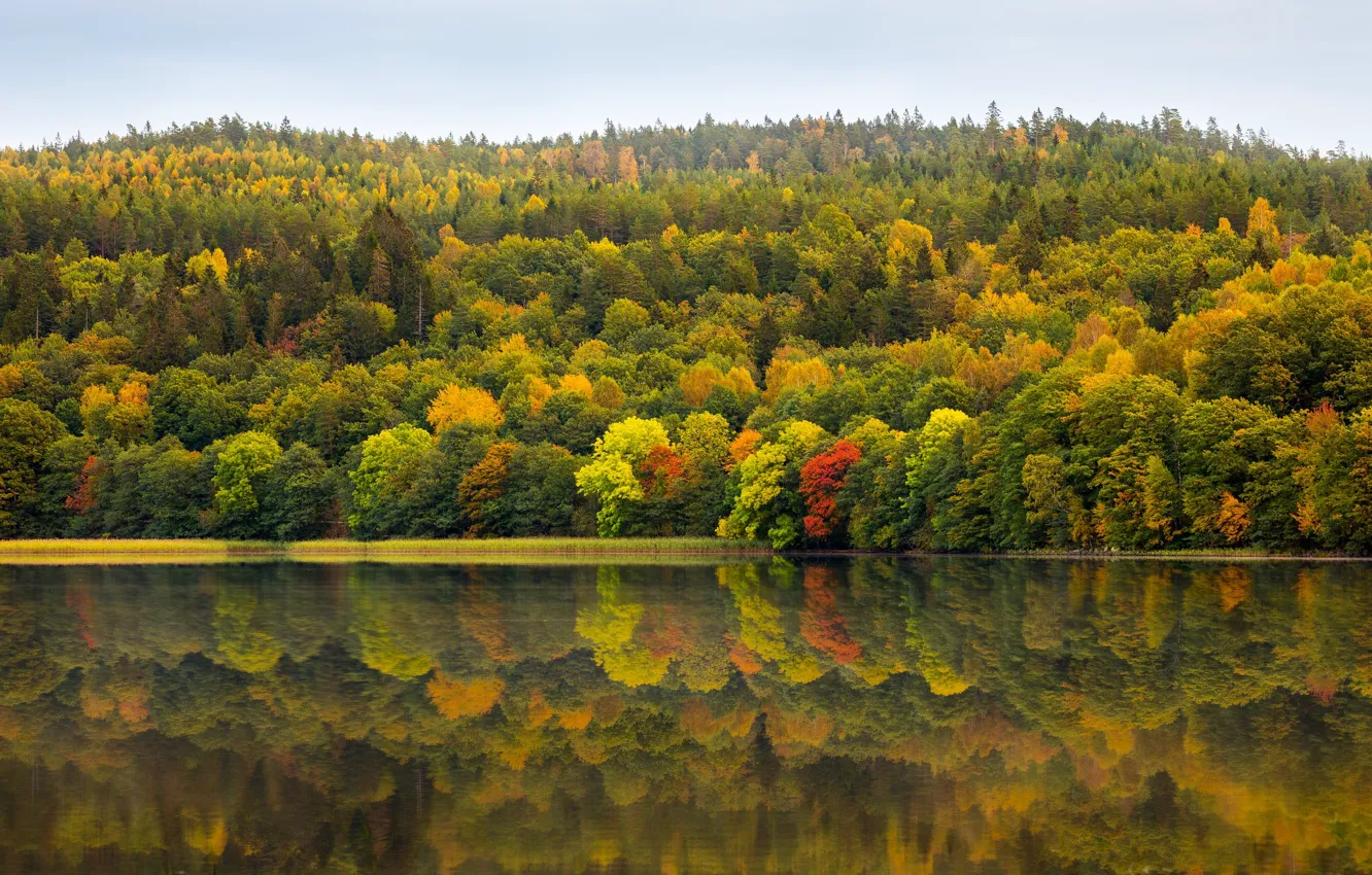 Photo wallpaper autumn, forest, trees, lake, reflection, the colors of autumn