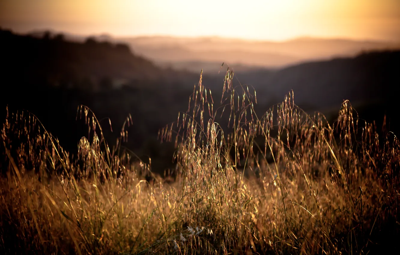 Photo wallpaper grass, close-up, nature