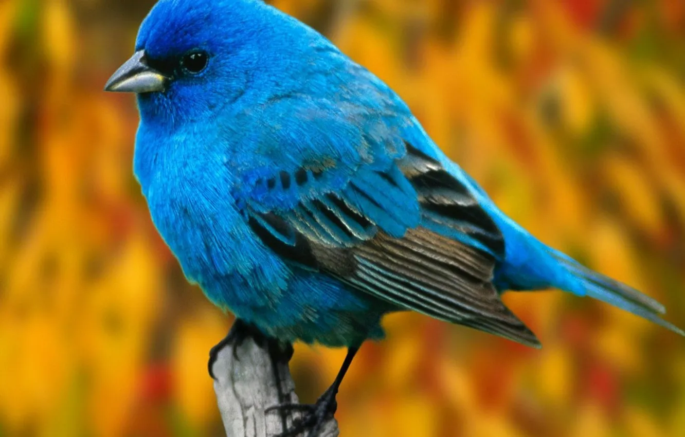 Photo wallpaper autumn, nature, bird, feathers, beak, blue, feathers
