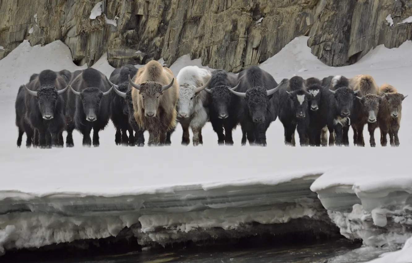 Photo wallpaper snow, horns, Buffalo