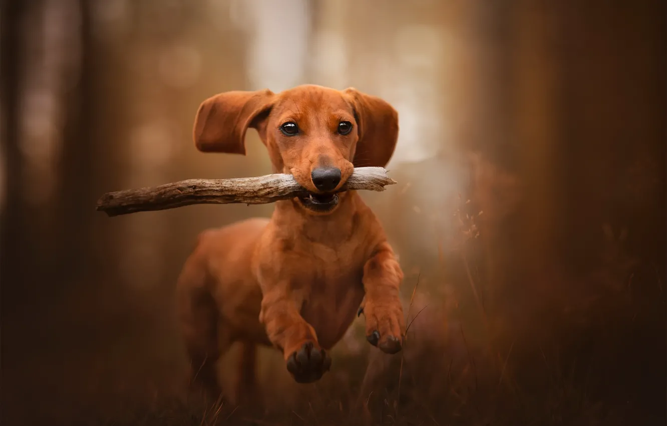 Photo wallpaper background, each, dog