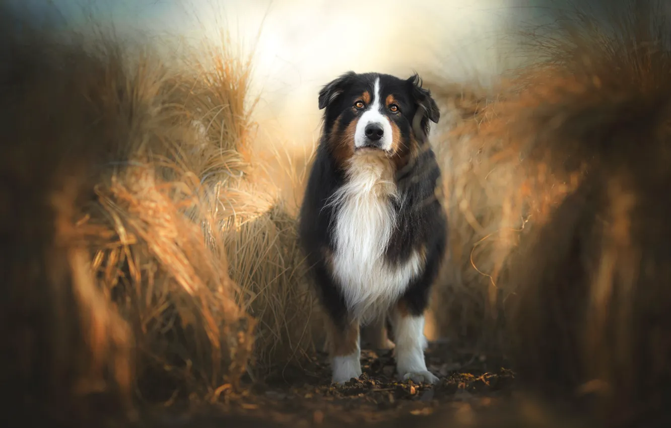 Photo wallpaper field, look, nature, background, rye, dog, spikelets, ears