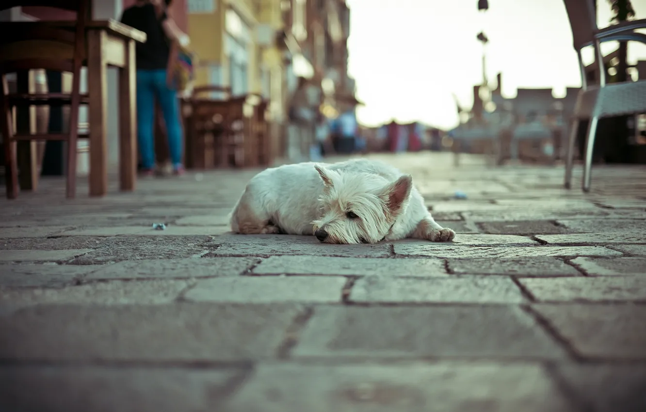 Photo wallpaper loneliness, street, dog