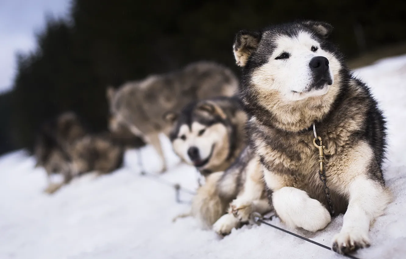 Photo wallpaper dogs, snow, friends