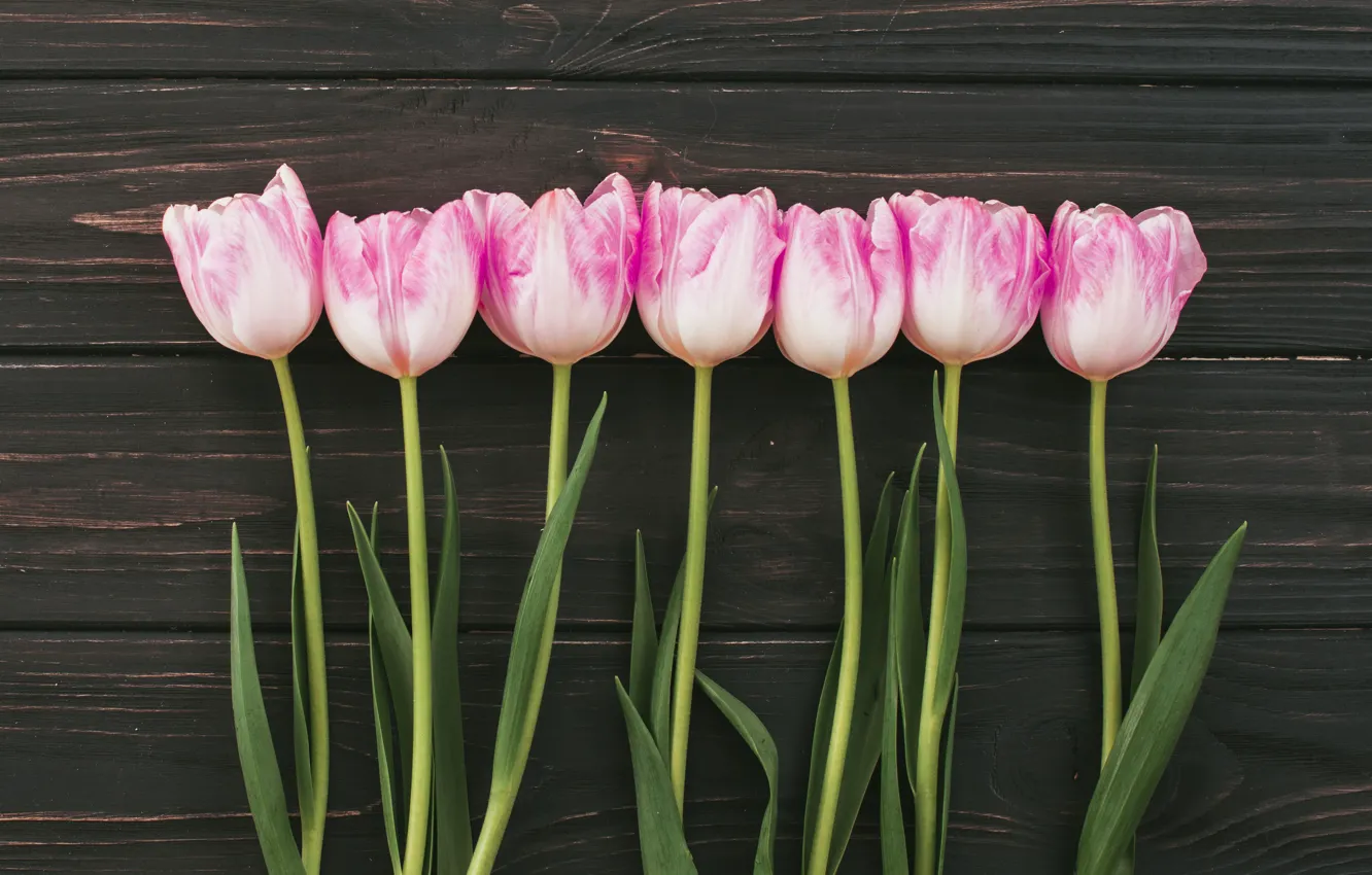 Photo wallpaper flowers, bouquet, tulips, pink, wood, pink, flowers, tulips