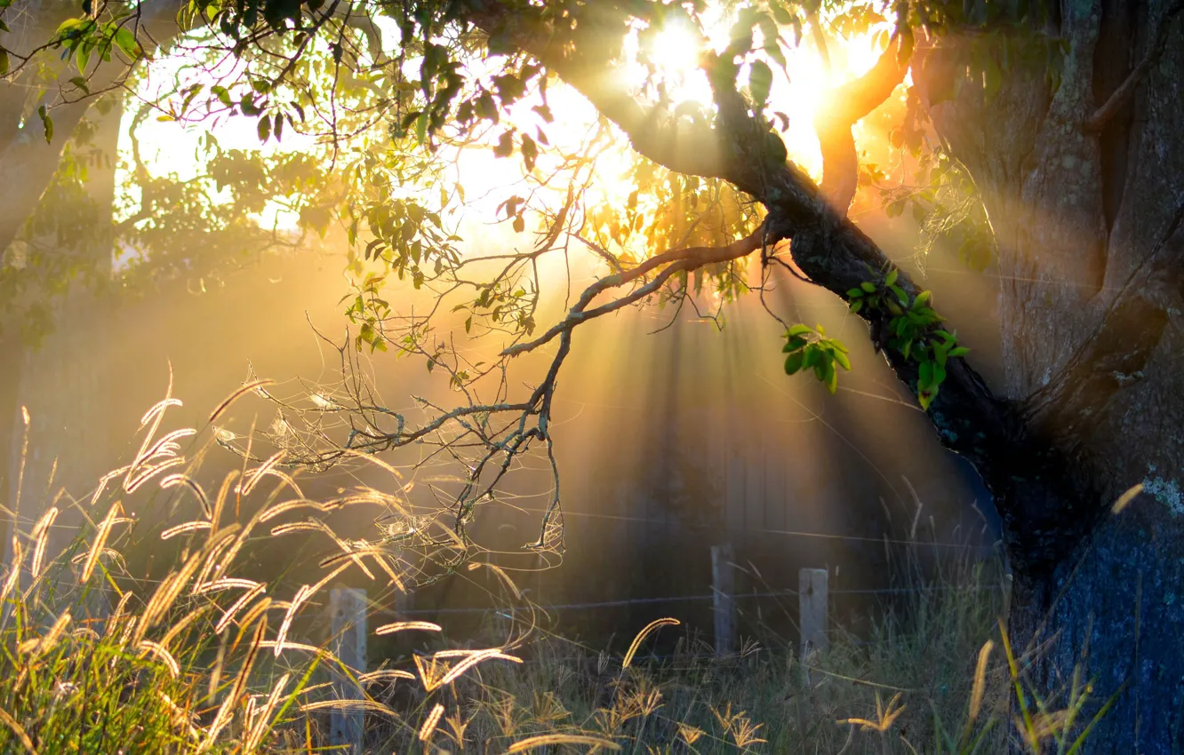 Photo wallpaper the sun, trees, morning, fence