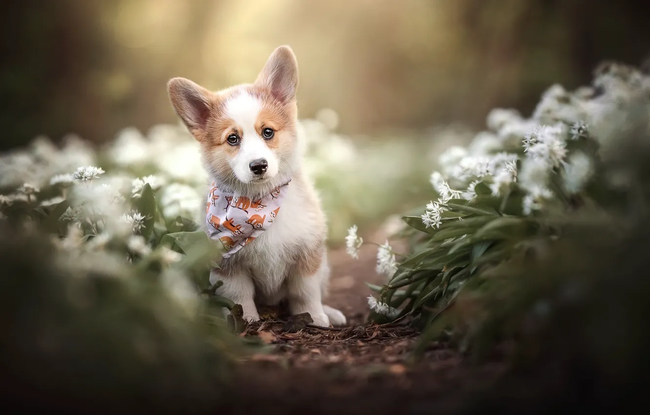Photo wallpaper look, flowers, dog, puppy, face, bandana, bokeh, doggie