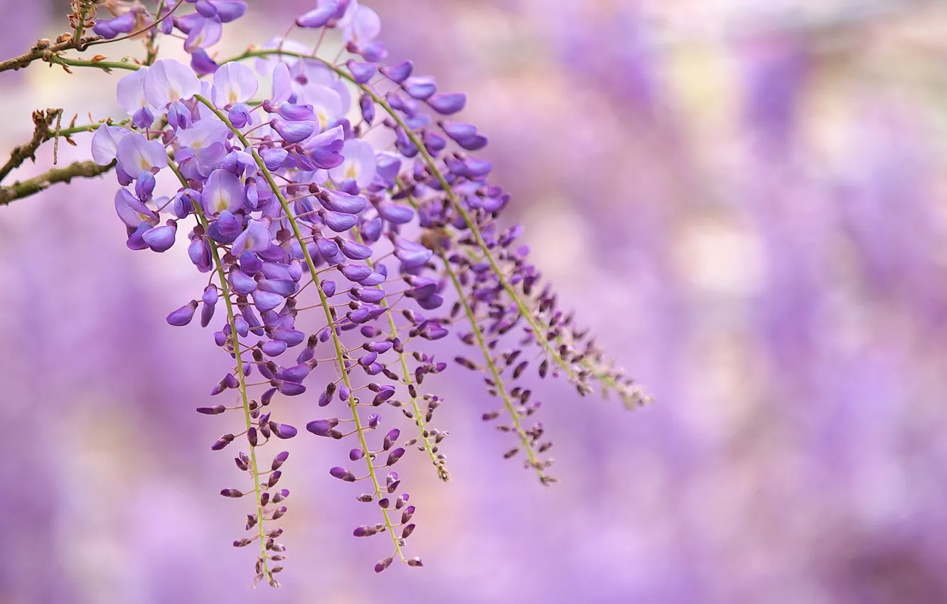Photo wallpaper flowers, branch, lilac, Wisteria