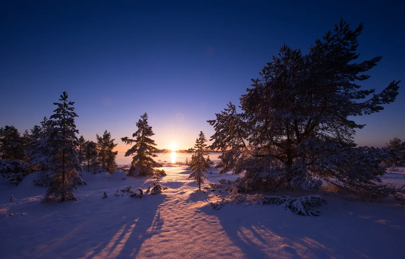 Photo wallpaper winter, snow, tree, morning, ate, herringbone