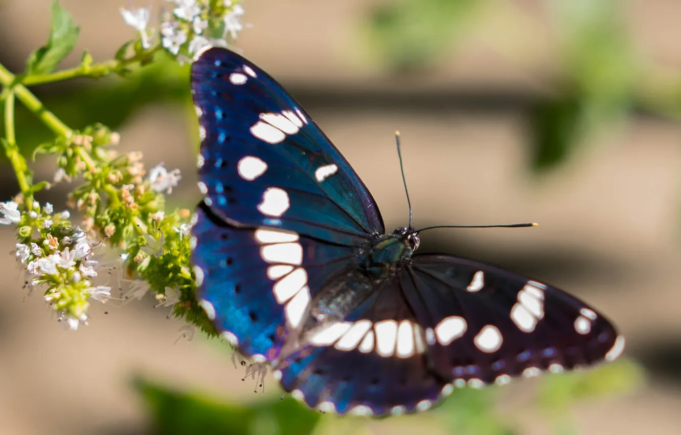 Photo wallpaper macro, butterfly, wings, beautiful, flowering, closeup