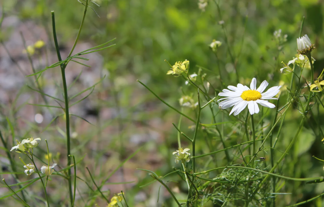 Photo wallpaper landscape, flowers, nature