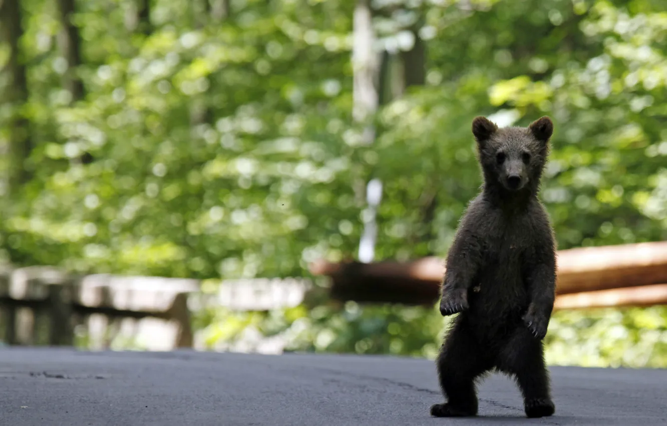 Photo wallpaper forest, baby, bear, bear, dog