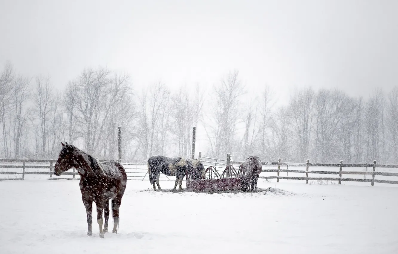 Photo wallpaper winter, snow, horse