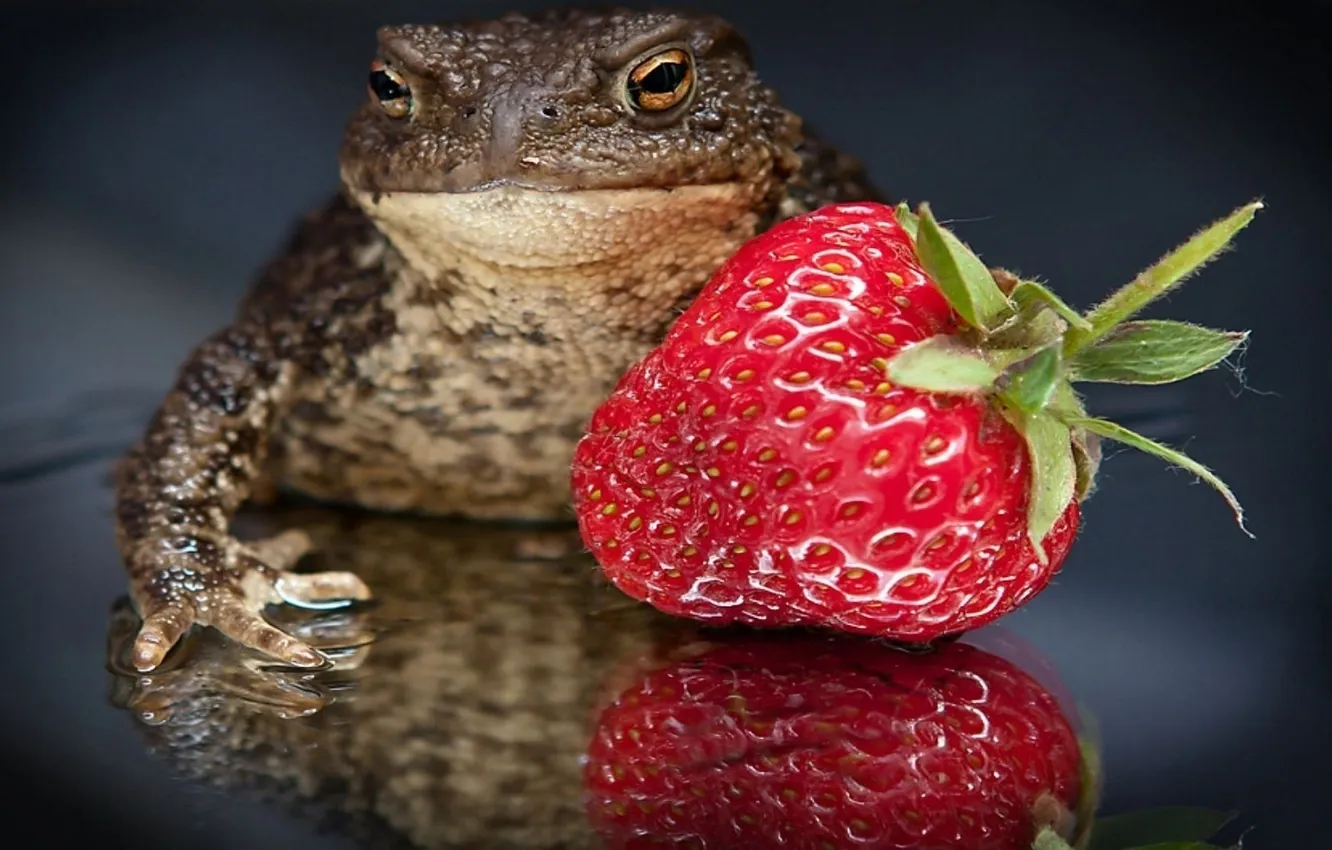 Photo wallpaper macro, strawberry, berry, opposites, toad, beautiful and terrible