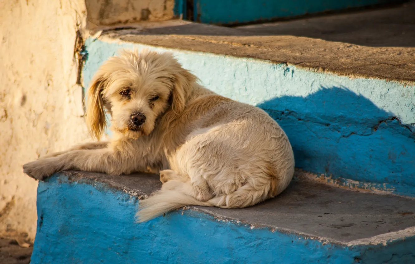 Photo wallpaper look, each, dog