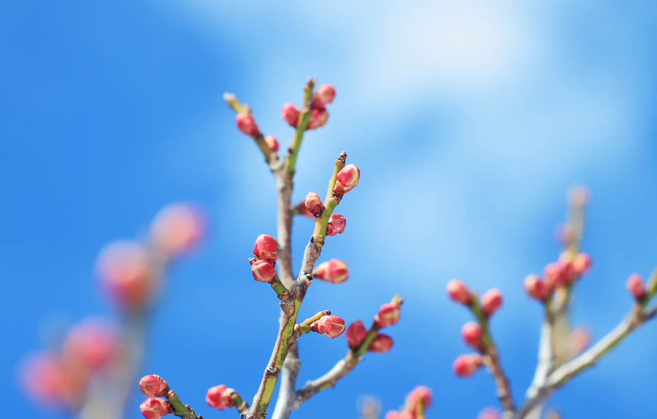 Photo wallpaper stems, branch, buds, blue sky