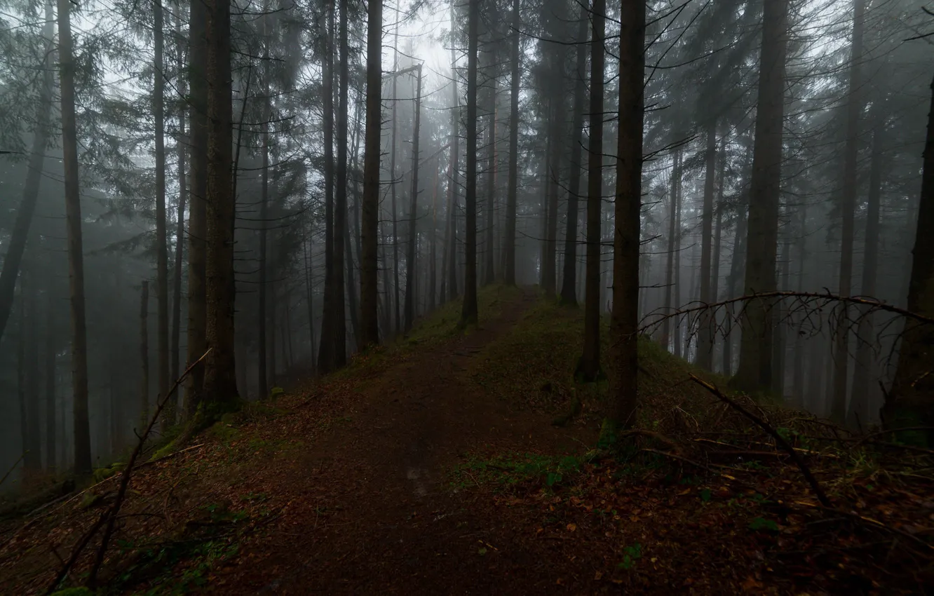 Photo wallpaper forest, trees, nature, fog, Austria, path, Austria, Tyrol
