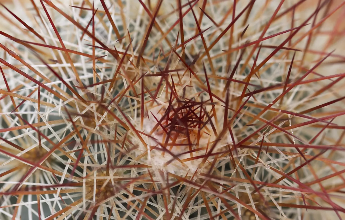 Photo wallpaper needles, nature, cactus, barb