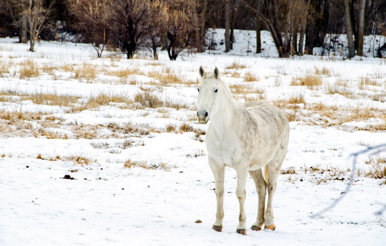 Photo wallpaper winter, field, snow, horse