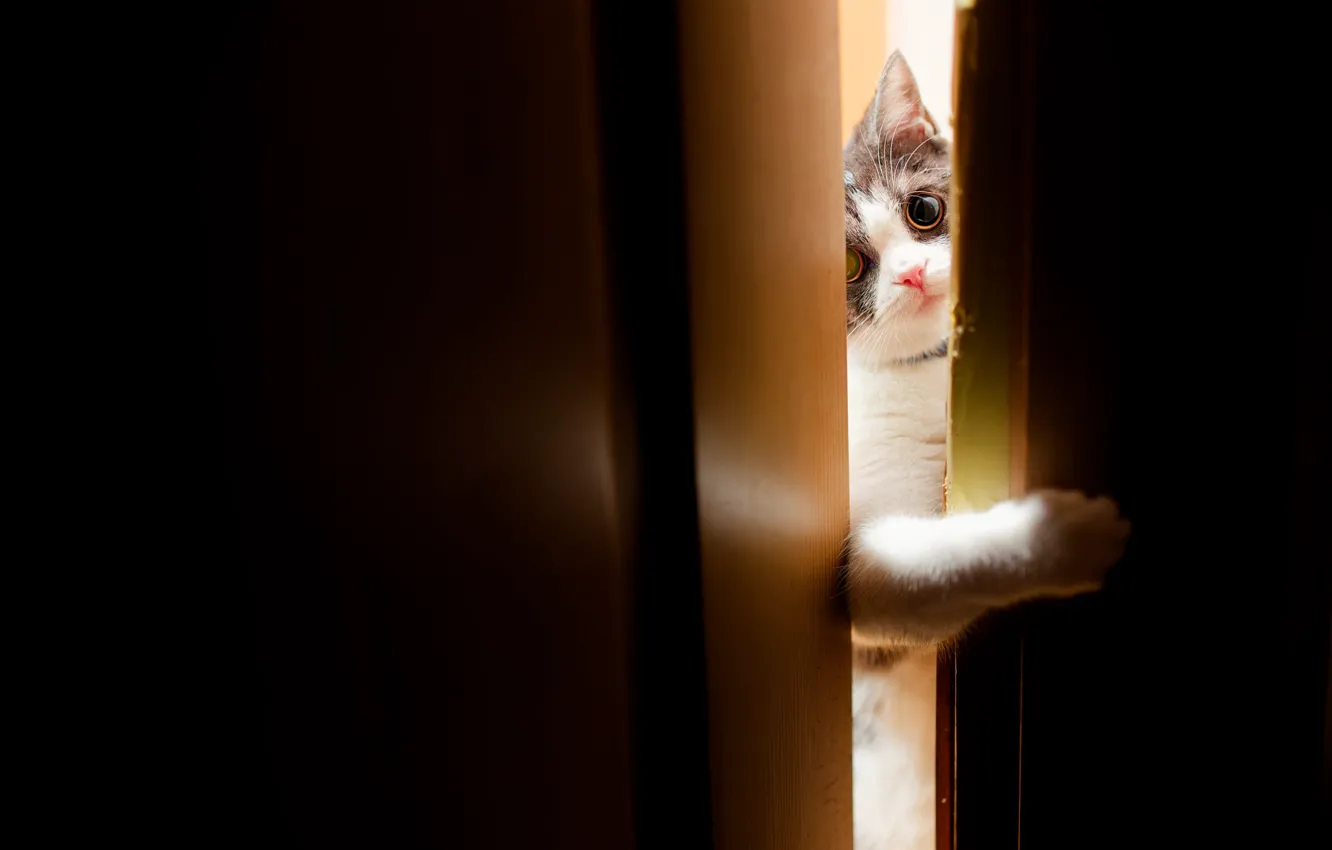 Photo wallpaper cat, cat, look, light, pose, legs, the door, black background