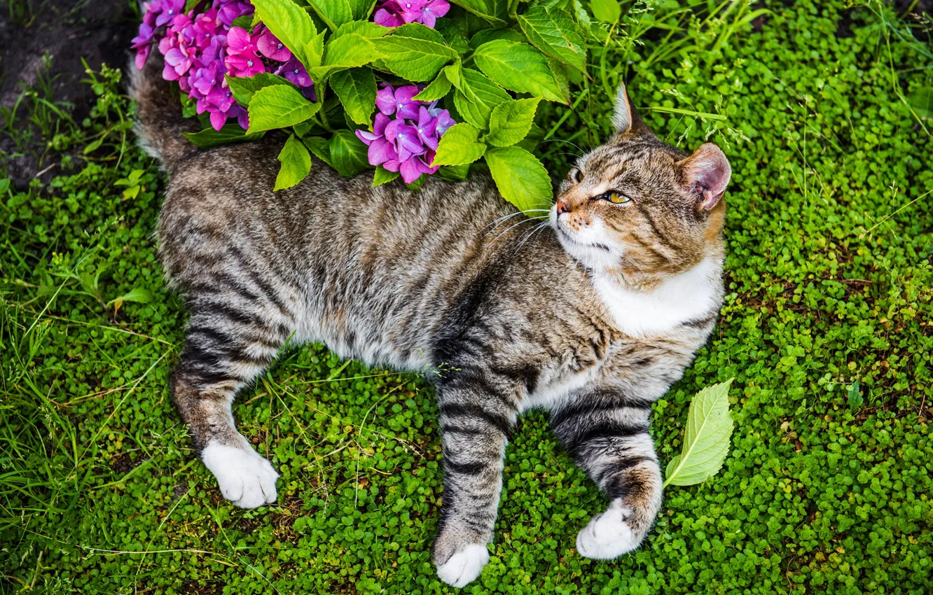 Photo wallpaper greens, cat, summer, grass, cat, look, leaves, flowers