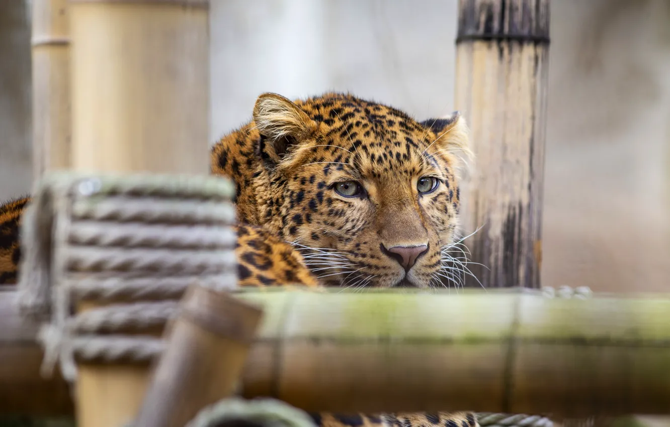 Photo wallpaper look, face, portrait, construction, rope, bamboo, leopard, lies
