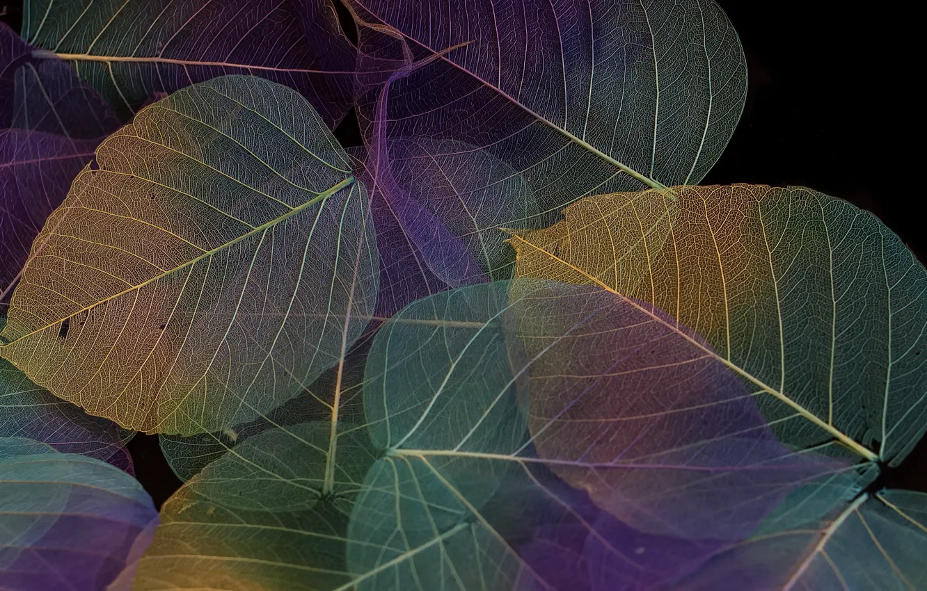 Photo wallpaper leaves, background, color, texture