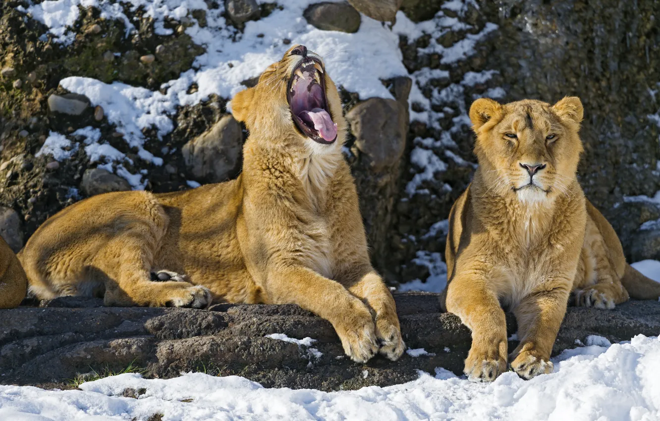 Photo wallpaper snow, cats, Leo, pair, lions, yawns, ©Tambako The Jaguar