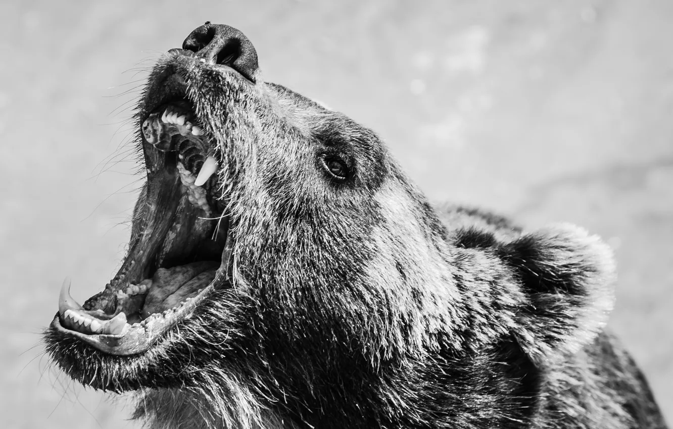 Photo wallpaper face, bear, mouth, fangs