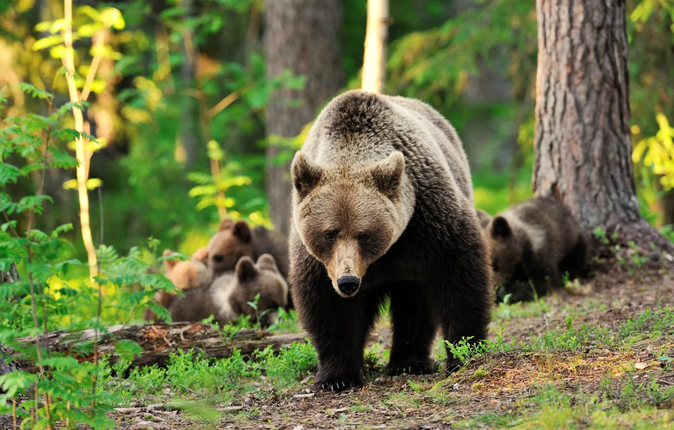 Photo wallpaper greens, forest, trees, bear, bear