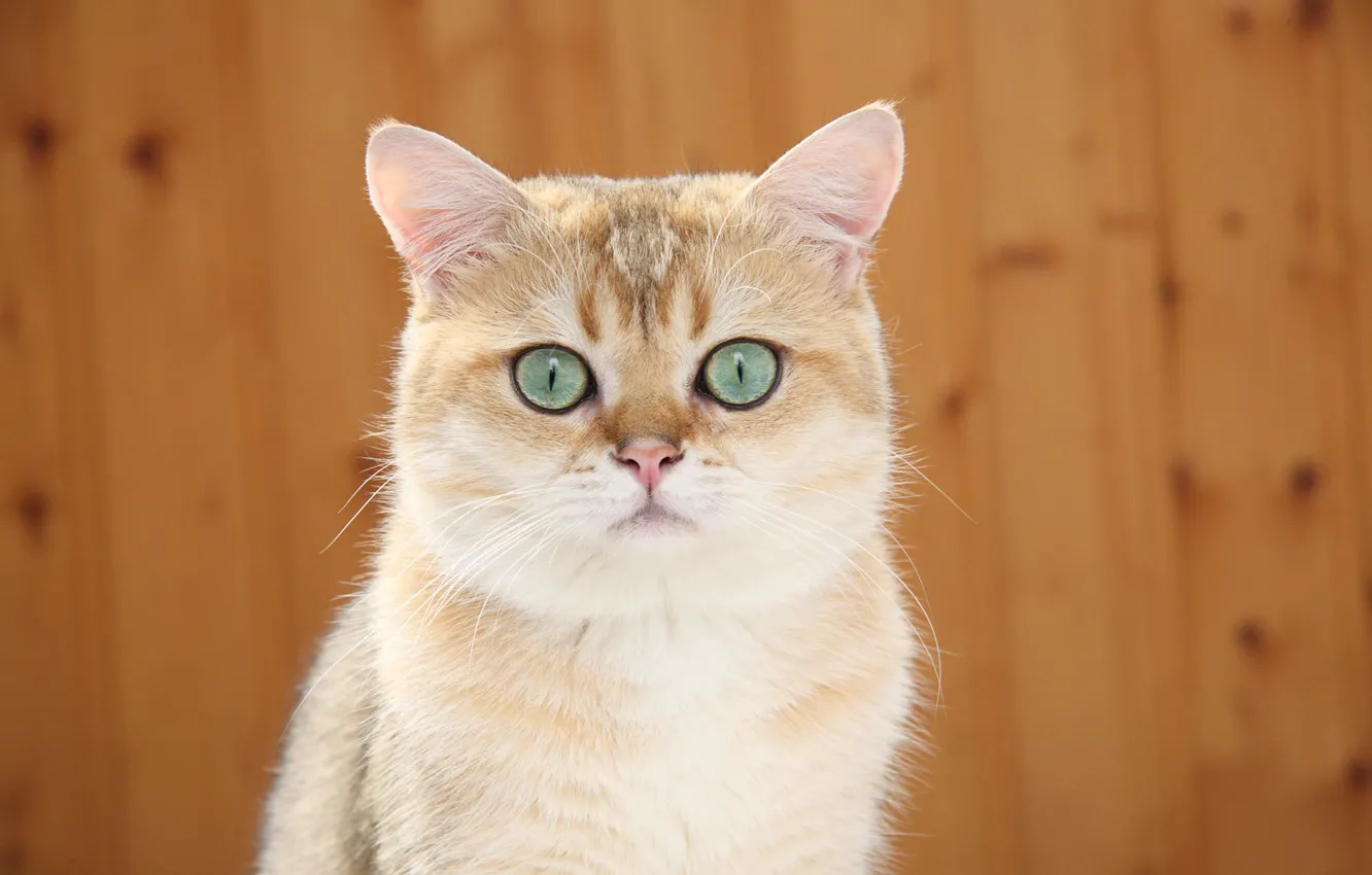 Photo wallpaper cat, cat, Koshak, alert, Tomcat