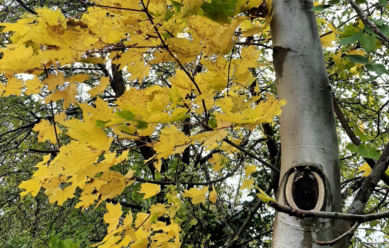 Photo wallpaper Leaves, Walnut, autumn