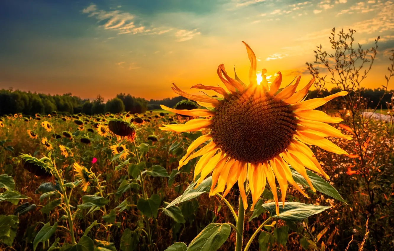 Photo wallpaper summer, light, sunflowers