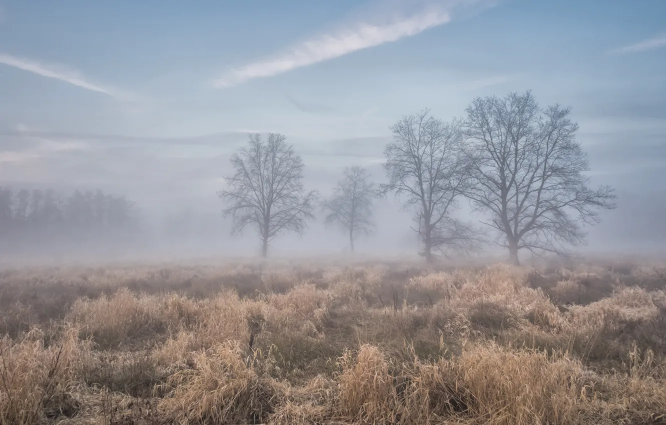 Photo wallpaper field, autumn, trees, fog