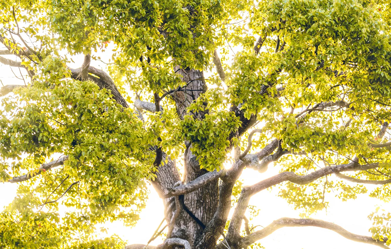 Photo wallpaper branches, nature, tree, sunlight, crown