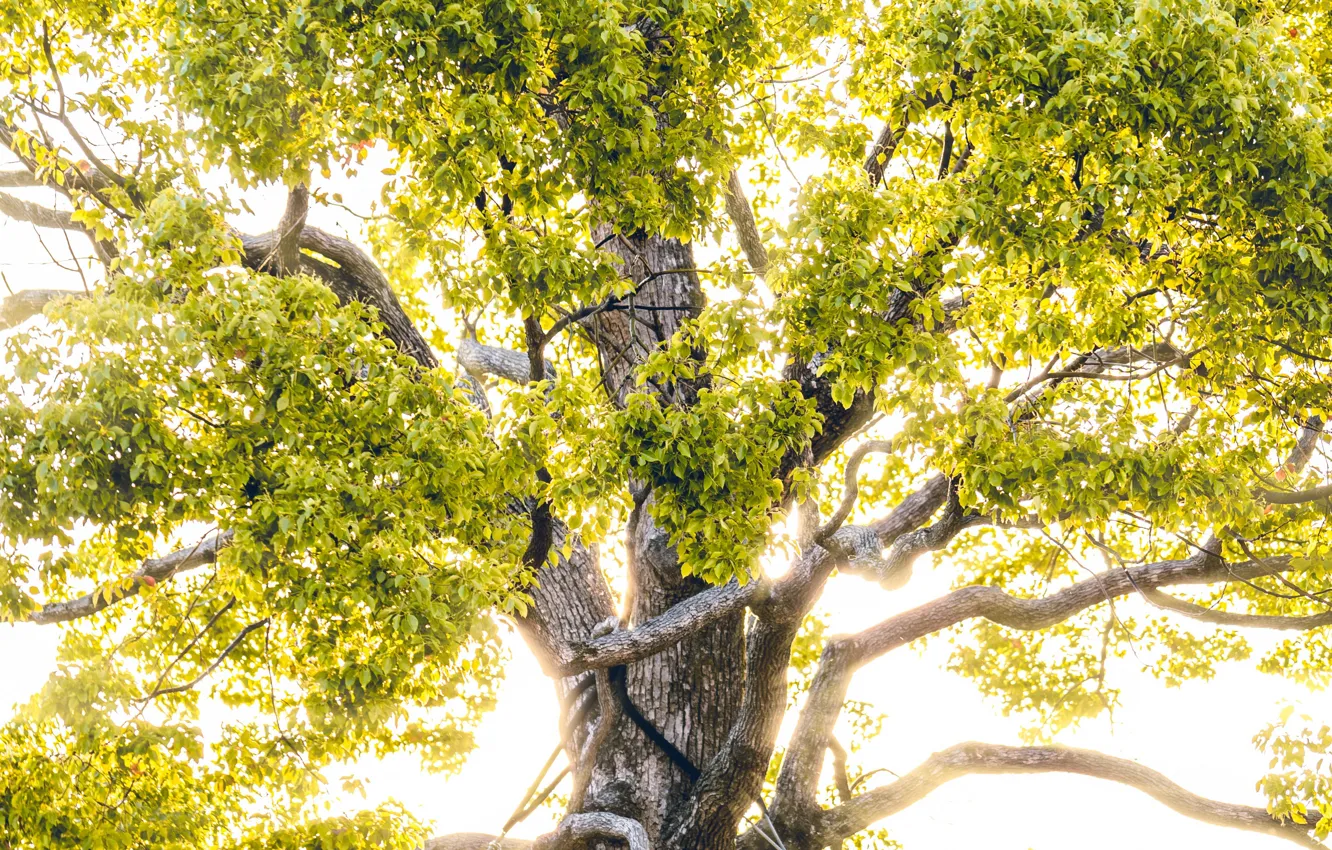 Photo wallpaper trees, branches, nature, sunlight, crown