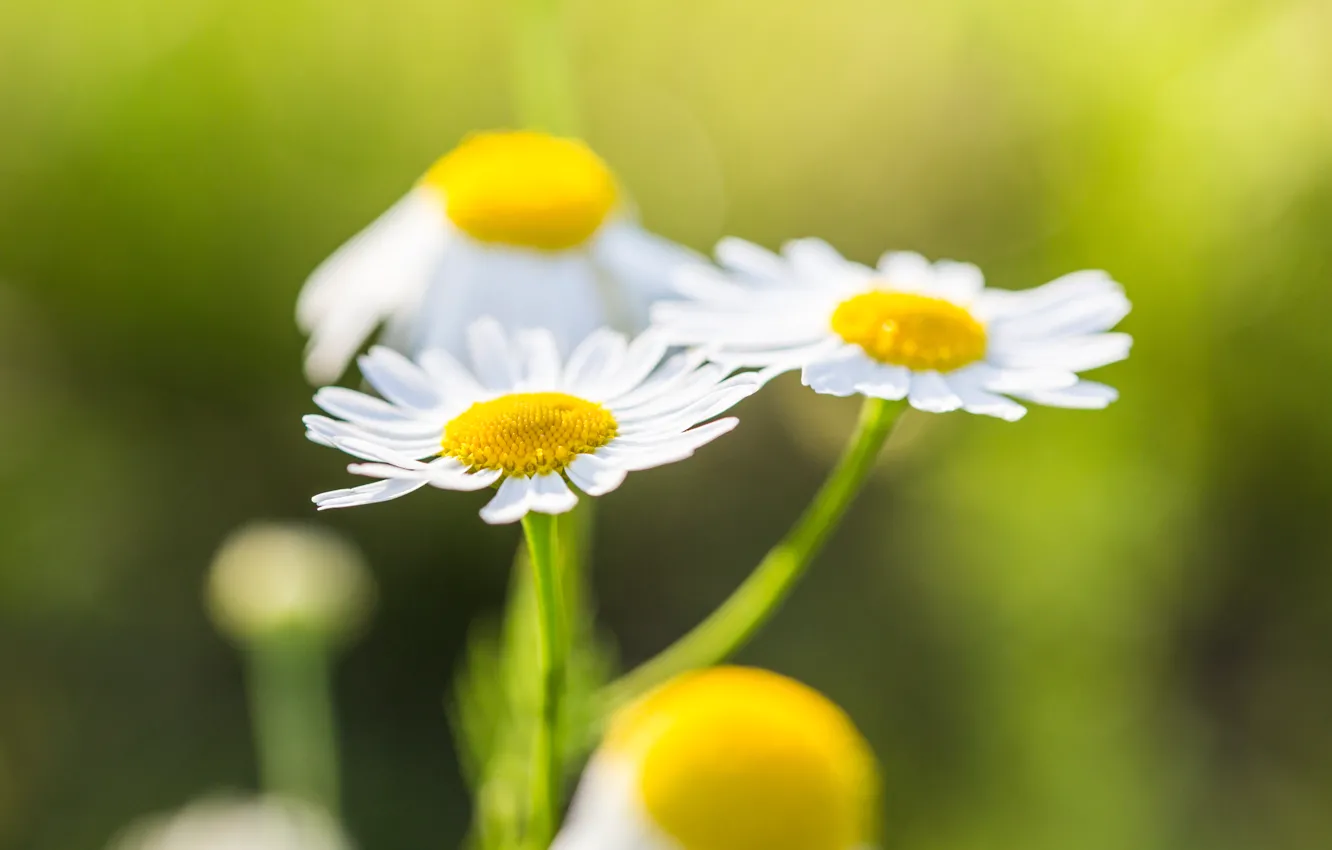 Photo wallpaper flowers, chamomile, white petals
