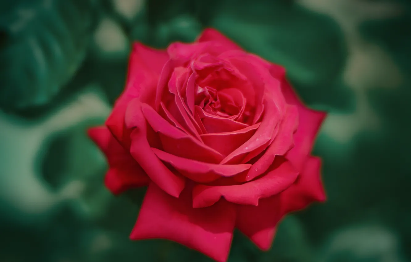 Photo wallpaper leaves, macro, red, roses, bokeh