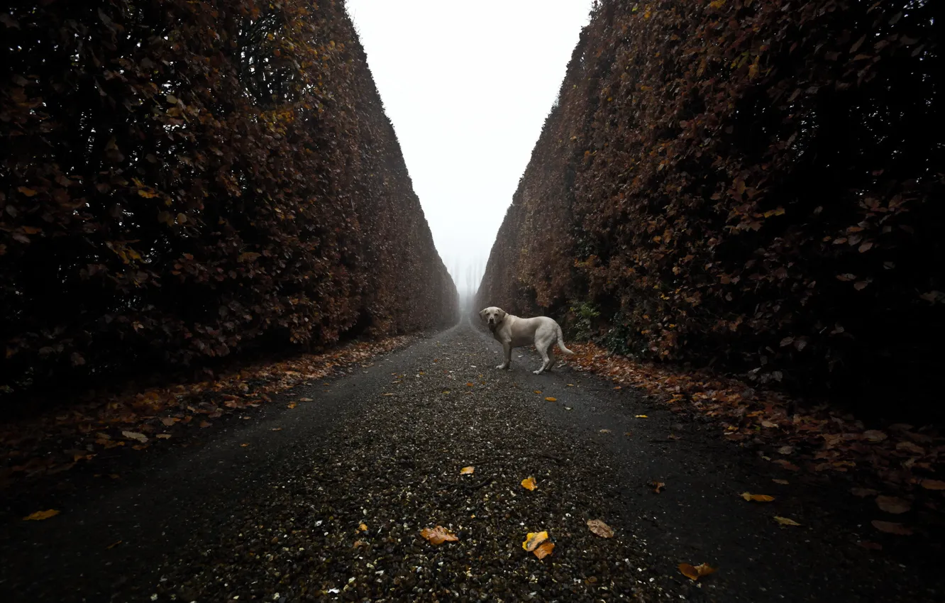 Photo wallpaper road, look, each, dog