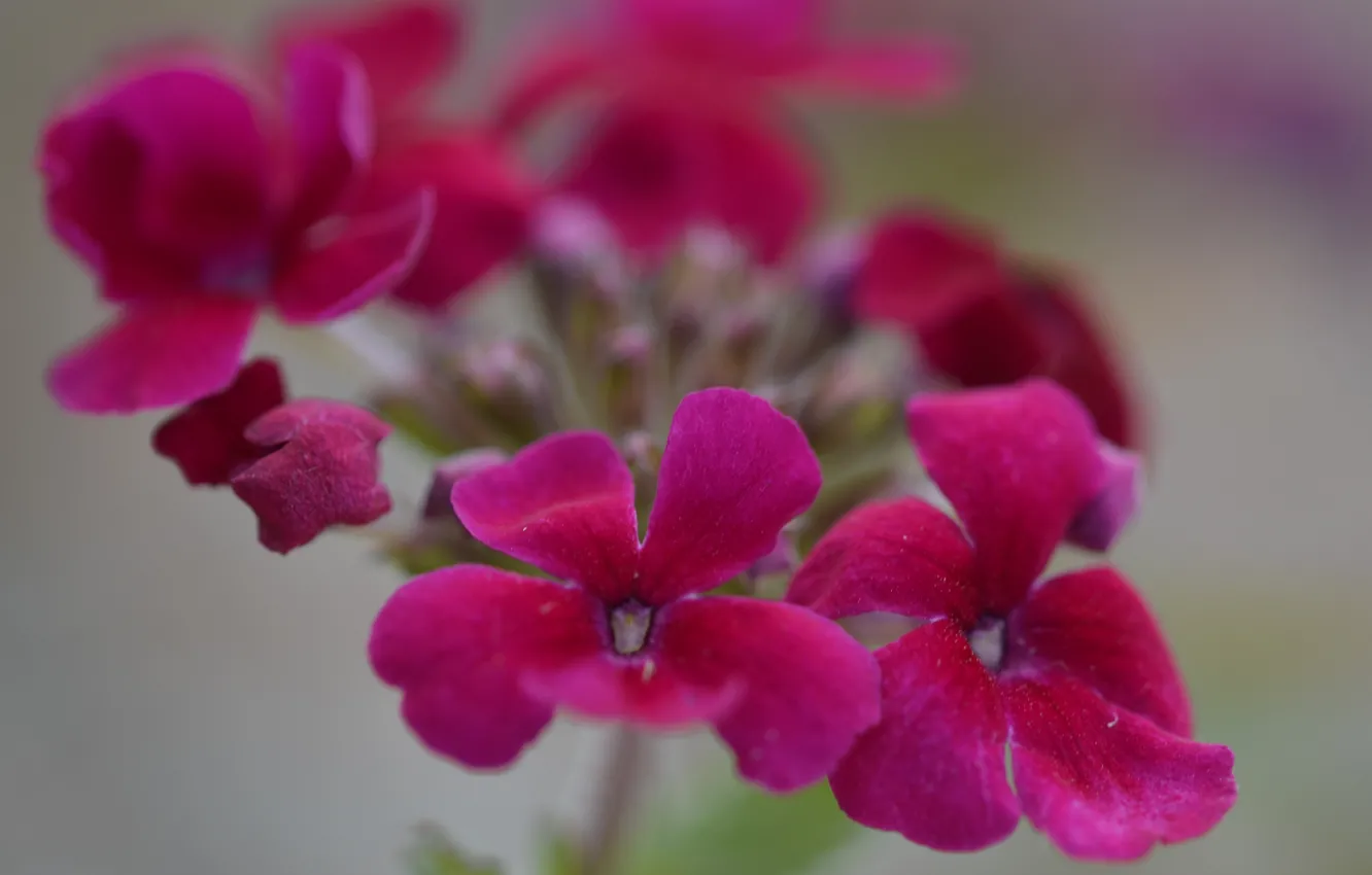 Photo wallpaper nature, petals, inflorescence